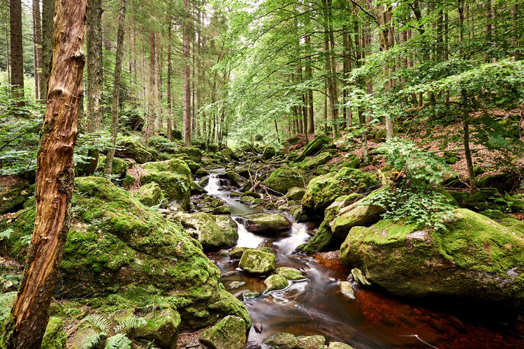 Bach mit Steinen in der traumhaften Bayerwald-Landschaft