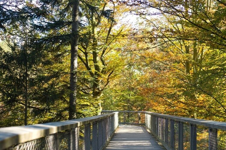 Baumwipfelpfad in luftiger Höhe auf Baumhöhe