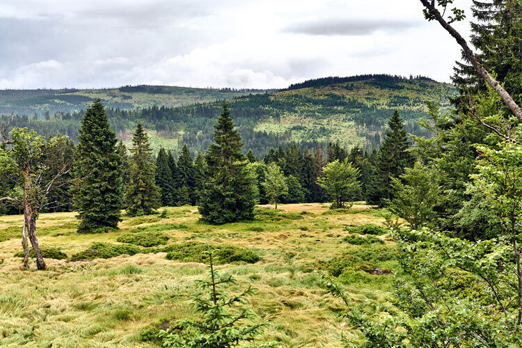 Traumhafte Bayerwald-Landschaft mit Wiesen und Wälder