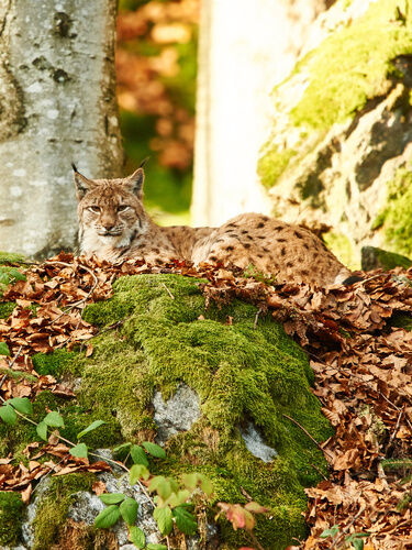 Luchs im Tierfreigelände des Nationalpark Bayerischer Wald
