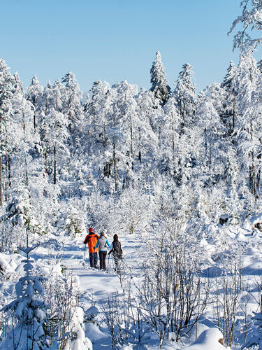 Menschen beim Winterwandern durch die tief verschneite Bayerwald-Landschaft