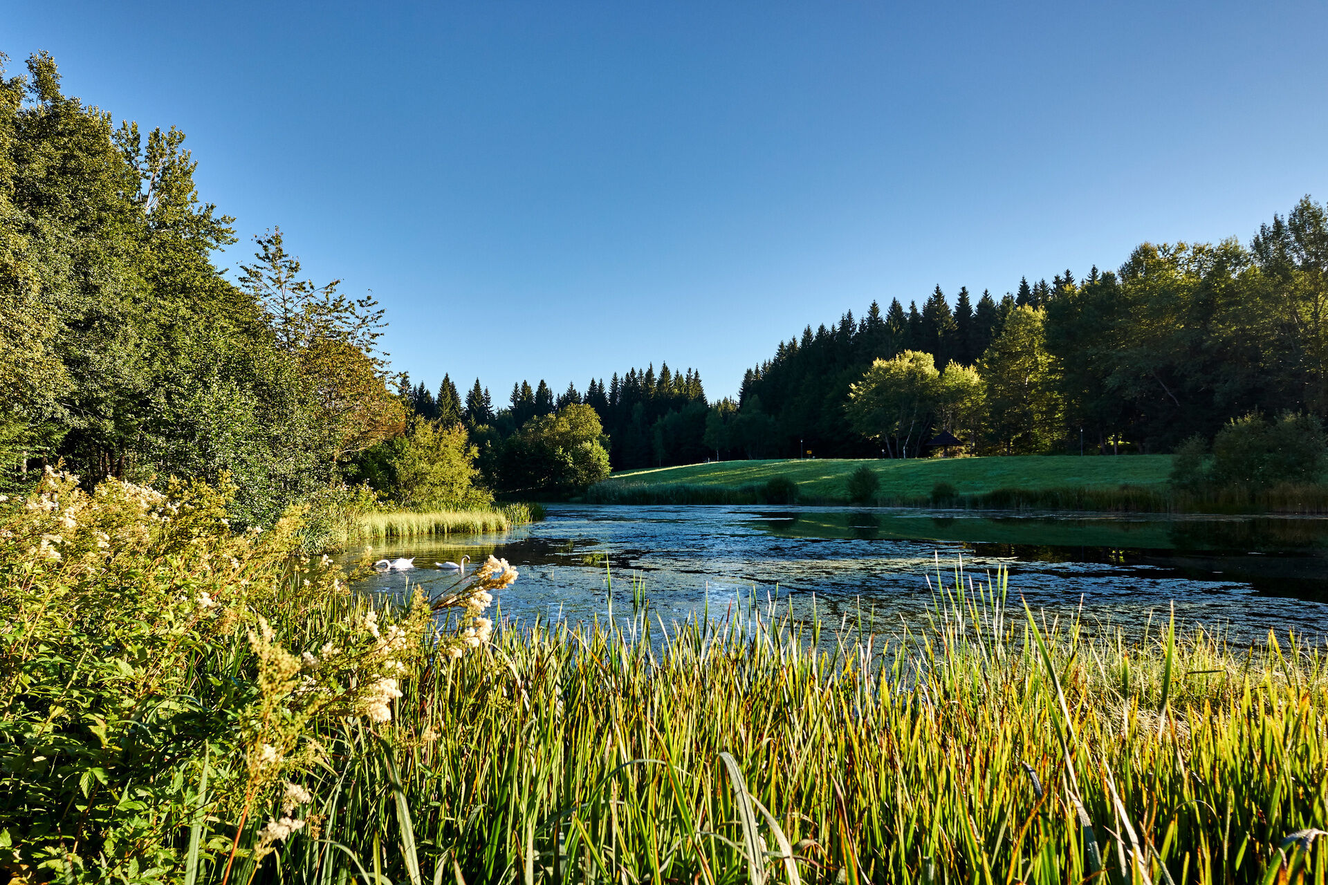 Schwimmende Schwäne im See bei Sonnenschein