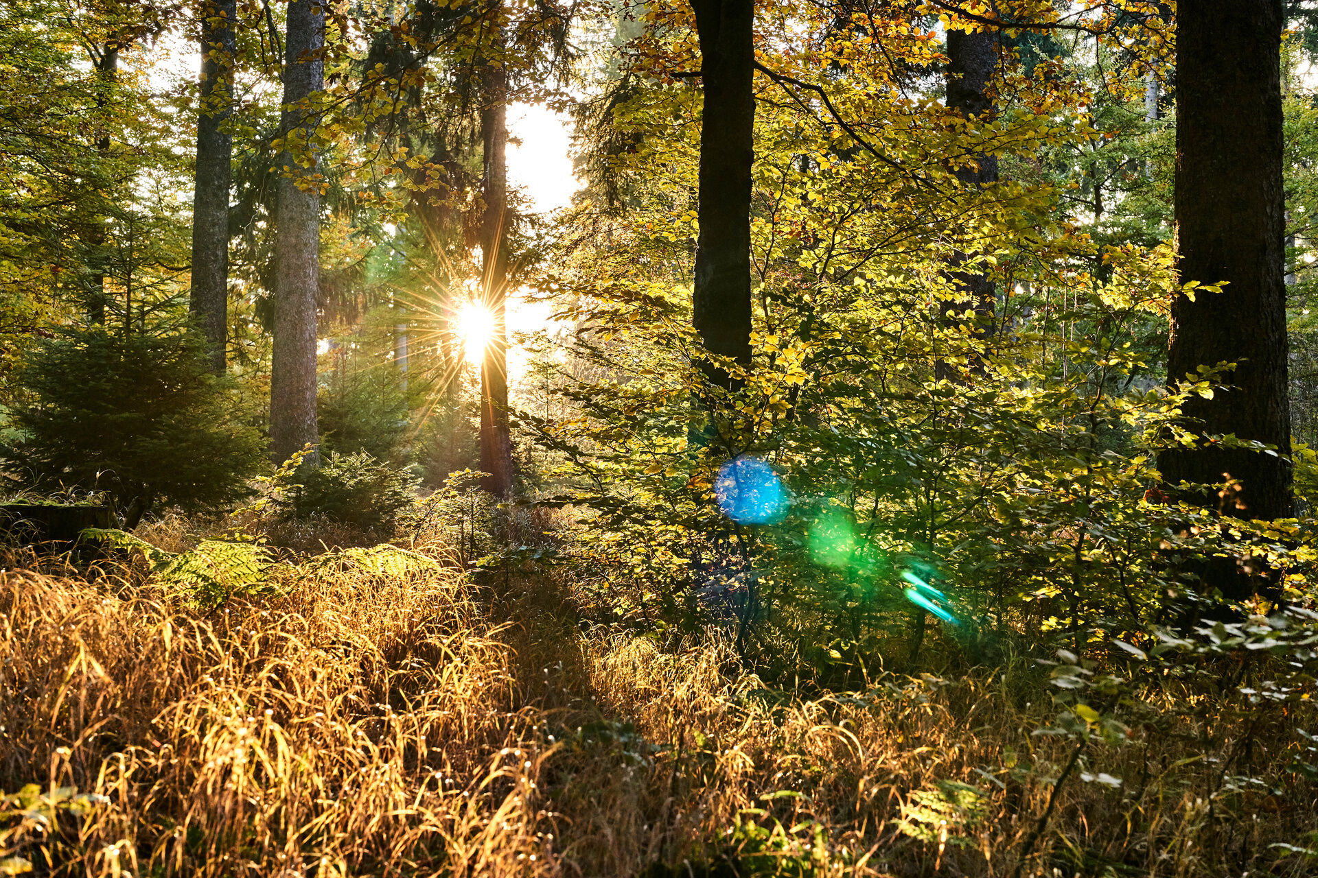 Sonne scheint zwischen den Bäumen in die Waldlandschaft