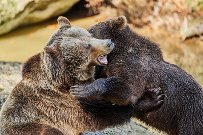 Zwei Bären umarmen sich im Tierfreigelände